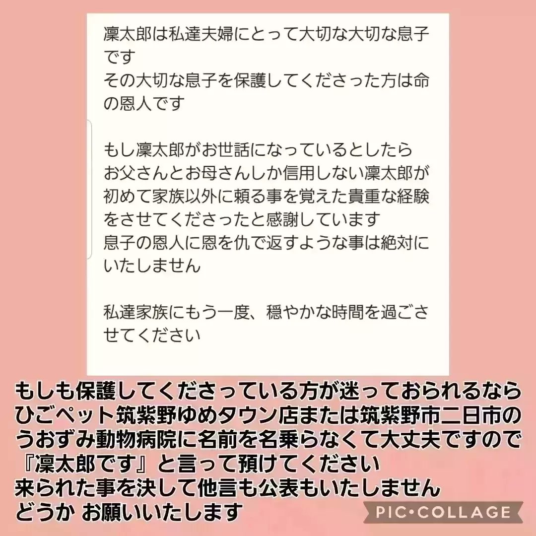 maigoinurintaro's tweet photo. #迷子犬りん太郎 #迷い犬 #チワックス
☆R3.2/16 #福岡 #筑紫野 #天拝湖 周辺 #行方不明
☆６歳
☆体長50cm位
☆体重６キロ位 
☆長毛(黒茶) 茶色のマロ眉

☑️昨年の2月以降に黒い小型犬を保護してくださってませんか？
#拡散希望 #迷子 #迷子犬 #大切な家族
⬇️これまでの経緯
https://t.co/YcLyOO54Pc https://t.co/SZ1HxqMeaF