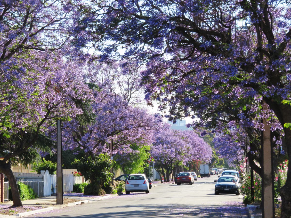 Tree Incentive Rebate 🌳 

Applications are open until 30 June 2023 and will be processed on a first come, first serve basis until all funding is exhausted. Find out more via bit.ly/2Z4TvUW
