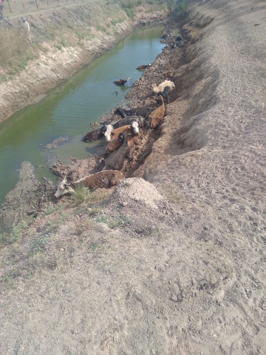 Que alguien se acuerde urgente de los Productores Ganaderos de todo el pais. La  sequía, los bajos valores de la hacienda en pie y el alto costo de la suplernentacion  están acelerando la desaparición  de los stocks ganaderos y sus criadores
