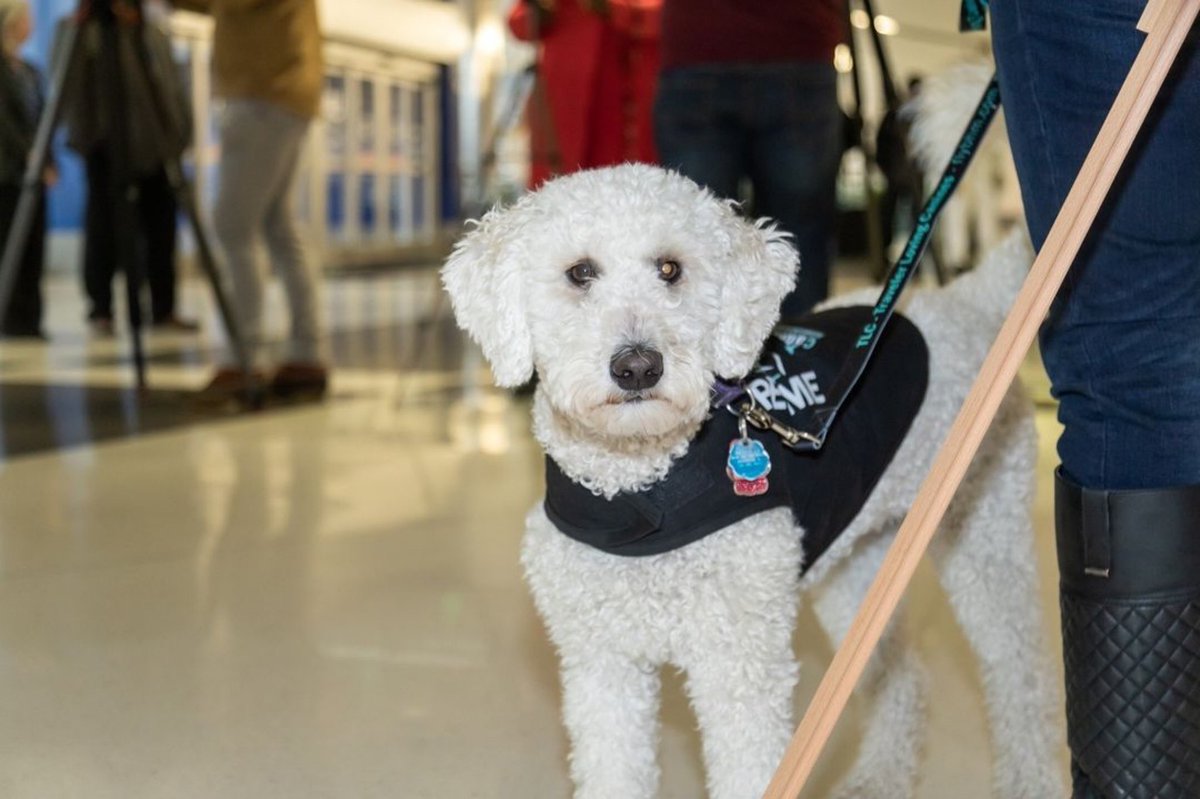 Did you know @BHMAirport 
Has #airporttherapydogs 
・・・
Our Traveler Loving Canines are the perfect partners to decompress when traveling gets overwhelming 🥰 ⁠
⁠
Who can say no to that face?? #TLCTuesday