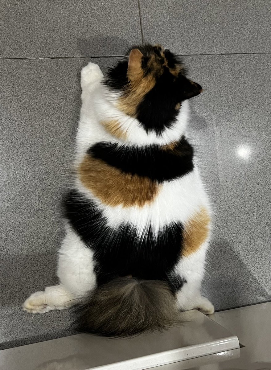🐈 Cosplay jadi keset dulu kk