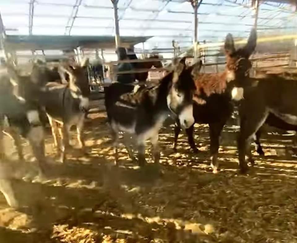 moodysally1's tweet photo. Very sad to say only have enough to full bail 8 of the 12 burros by TOMORROW $1311 needed & transport $1550 Please #Help us get these burros Safe to Burro BaseCamp in Colorado https://t.co/6yDmmmmAXh https://t.co/HBcXihd8iL https://t.co/fp39Zmcnbo