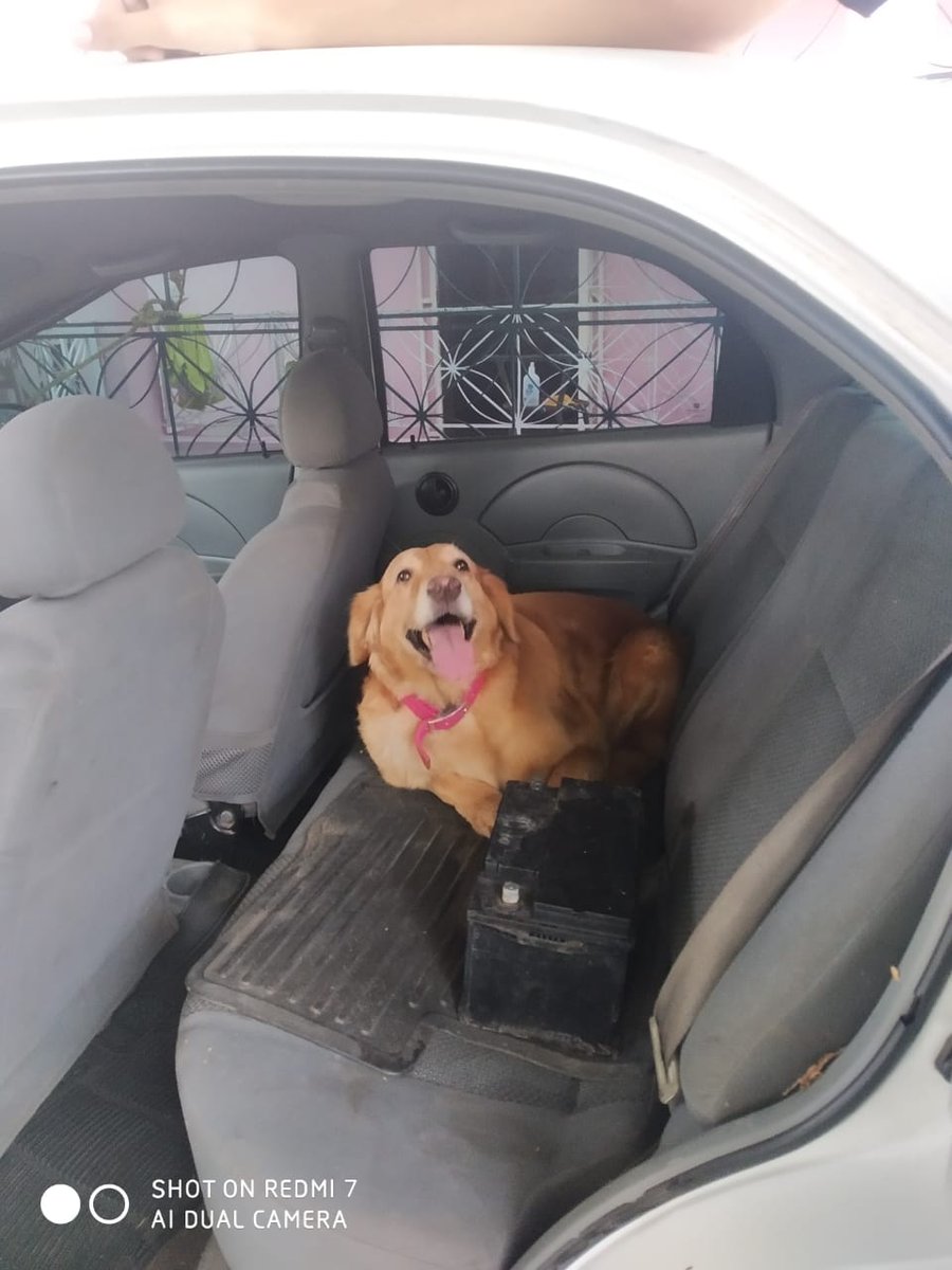 Momentos con Tomba que alteraron my brain chemistry:

1. Cuando después de años teniendole miedo a montarse en carro, se subió en uno que no tenía motor y estaba esperando que arrancara