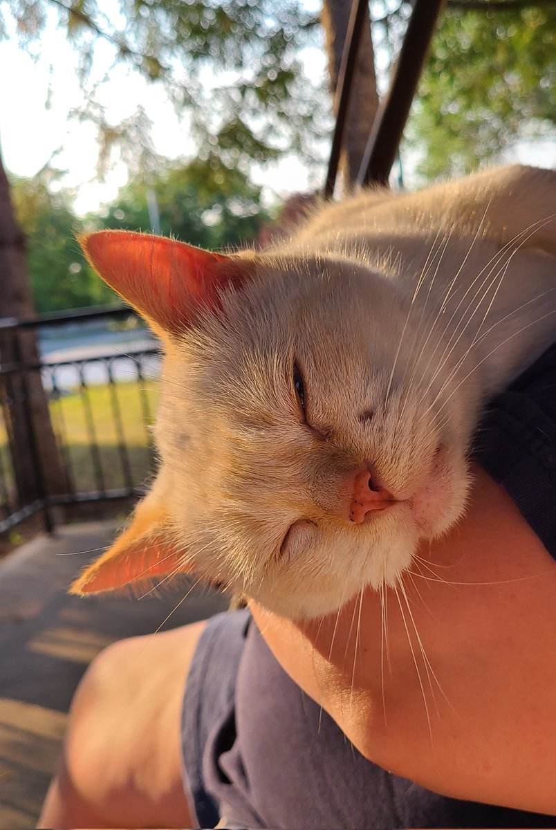 wpg_msmith's tweet photo. We made the difficult decision to let Stig go this evening.
Our heads knew that he had to go, but our hearts wanted just a little more time with him.
#RIPStig https://t.co/y1s17tbF4R