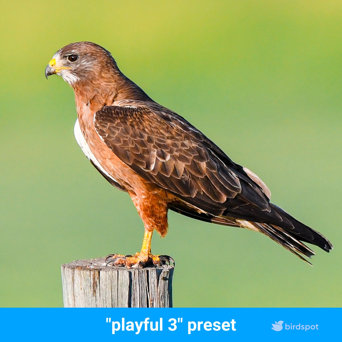 One-click edit using the 'playful 3' birdpack™ preset. Improve your bird photos today with birdpack™ by birdspot.com

#bird #birds #birding #nature #ilikebirds #birdspot #birdpack #hellobirdspot