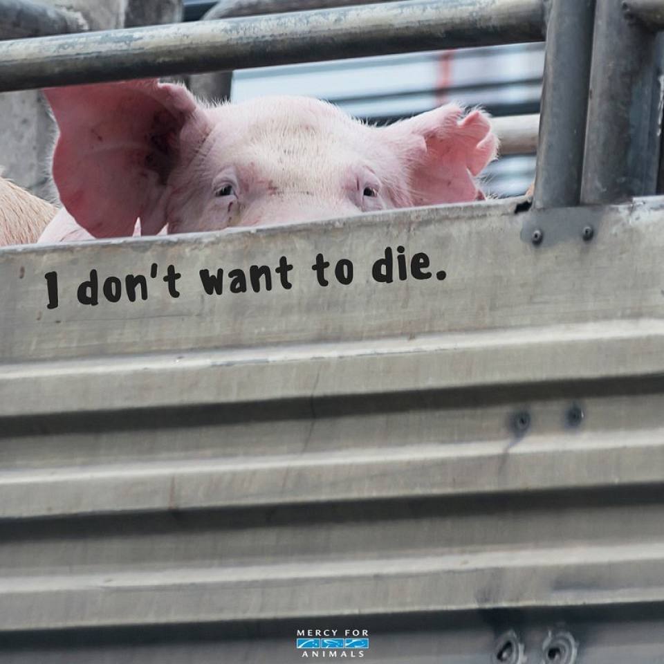 veganfuture's tweet photo. https://t.co/ULqlBTHdvq
