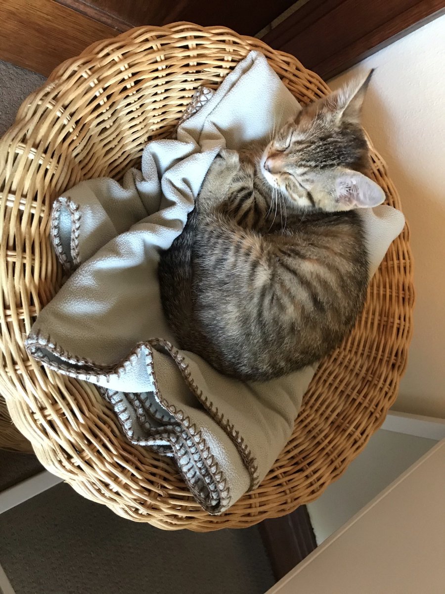 Louella_Cooper's tweet photo. @alisonrlockwood @weskrantz Yes same thing with Tilly https://t.co/P6b5zmztEd