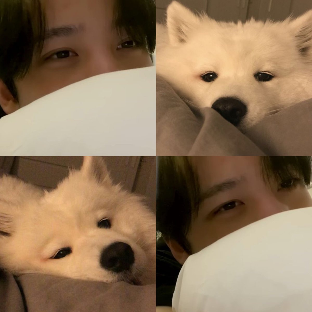 samoyed hybrid yvyv on the mind rn