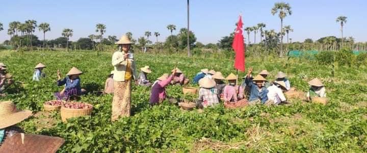 NantEiThandar's tweet photo. Pro-democracy farmers from a village of #KhinU Twp, #Sagaing , joined demonstration to overthrow the #MilitaryDictatorship on Jan10.

#HelpMyanmarIDPs     
#2023Jan11Coup       
#WhatsHappeningInMyanmar https://t.co/eUfq3IGNlZ