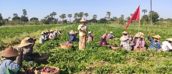 NantEiThandar's tweet photo. Pro-democracy farmers from a village of #KhinU Twp, #Sagaing , joined demonstration to overthrow the #MilitaryDictatorship on Jan10.

#HelpMyanmarIDPs     
#2023Jan11Coup       
#WhatsHappeningInMyanmar https://t.co/eUfq3IGNlZ