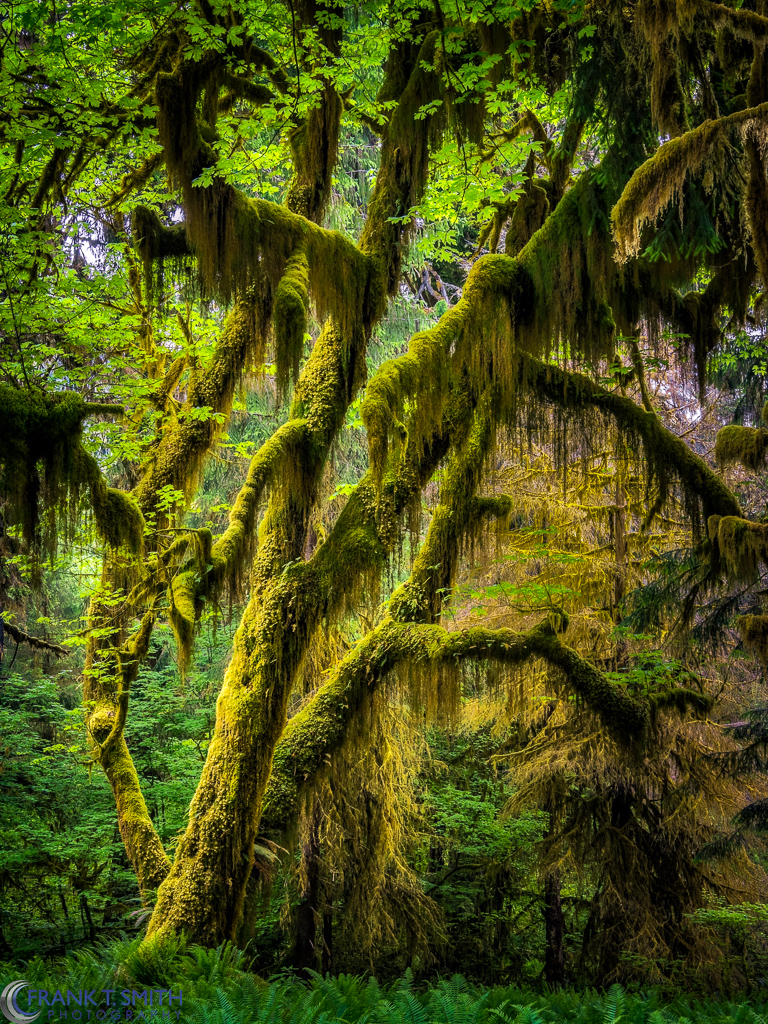 Majesty In the Forest * During my adventures in the Pacific Northwest, I shot this in the Hoh Rain Forest. I love the beauty and peaceful serenity to this place. During my time here it was so quite & peaceful. * @OMSYSTEMcameras OM-1 M.Zuiko Digital ED 8-25mm F4.0 PRO
