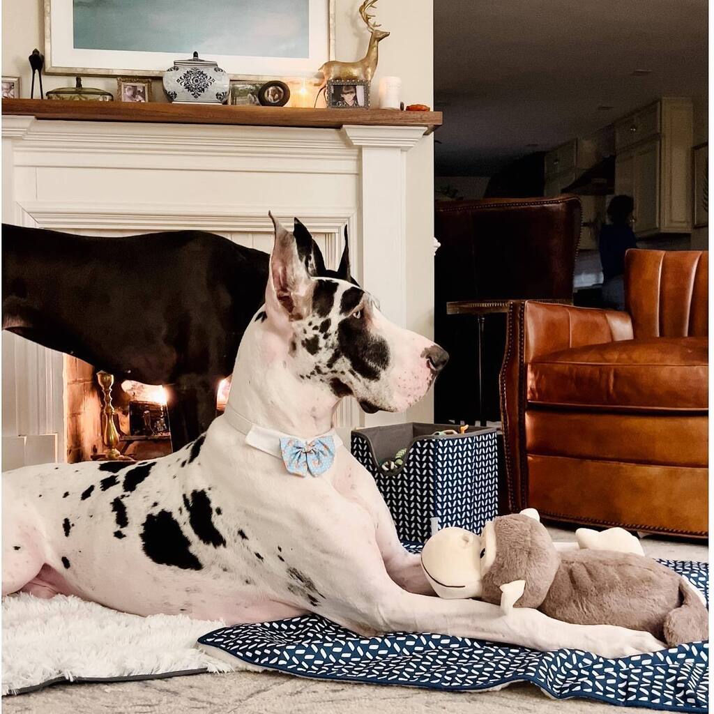 The secret to keeping a northeastern home cozy this winter is a big dog, a warm fireplace and a lot of stuffed toys 🐶🏠🧸

#stayingwarm #cozy #fireplace #ad #chewypartner #onlyatchewy #ilovedogs #greatdanelife #cachorrofeliz
#perrosdeinstagram