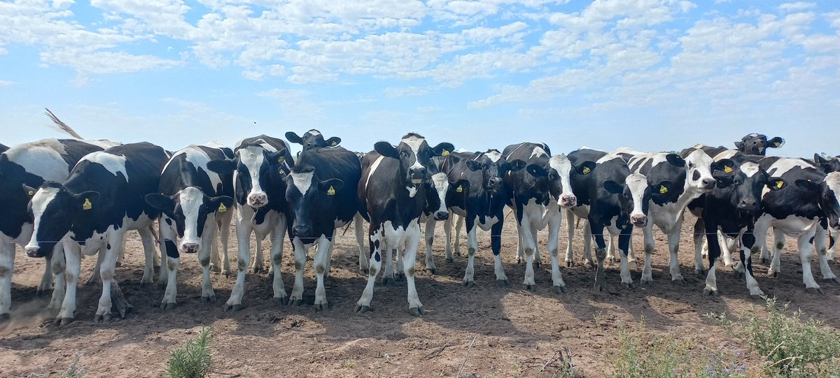 Tallo fino vs tallo grueso. 
Mismo estado fenológico, distinta genética. 
❗️Tallo engrosado = pared celular (tallo hueco) = lignificación = disminución de la digestibilidad. 
❗️Tallo fino = mayor contenido celular = mayor digestibilidad = mayor consumo