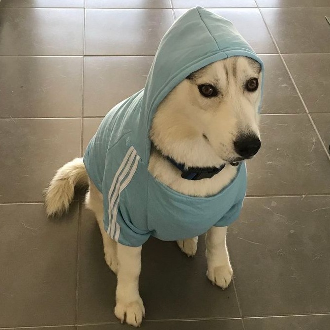 love my blue hoodie ,and you ?😎

#dogs  #doglife #dogclothes  #doghoodie  #dogstagram  #doglover  #dogsofinstagram  #followus