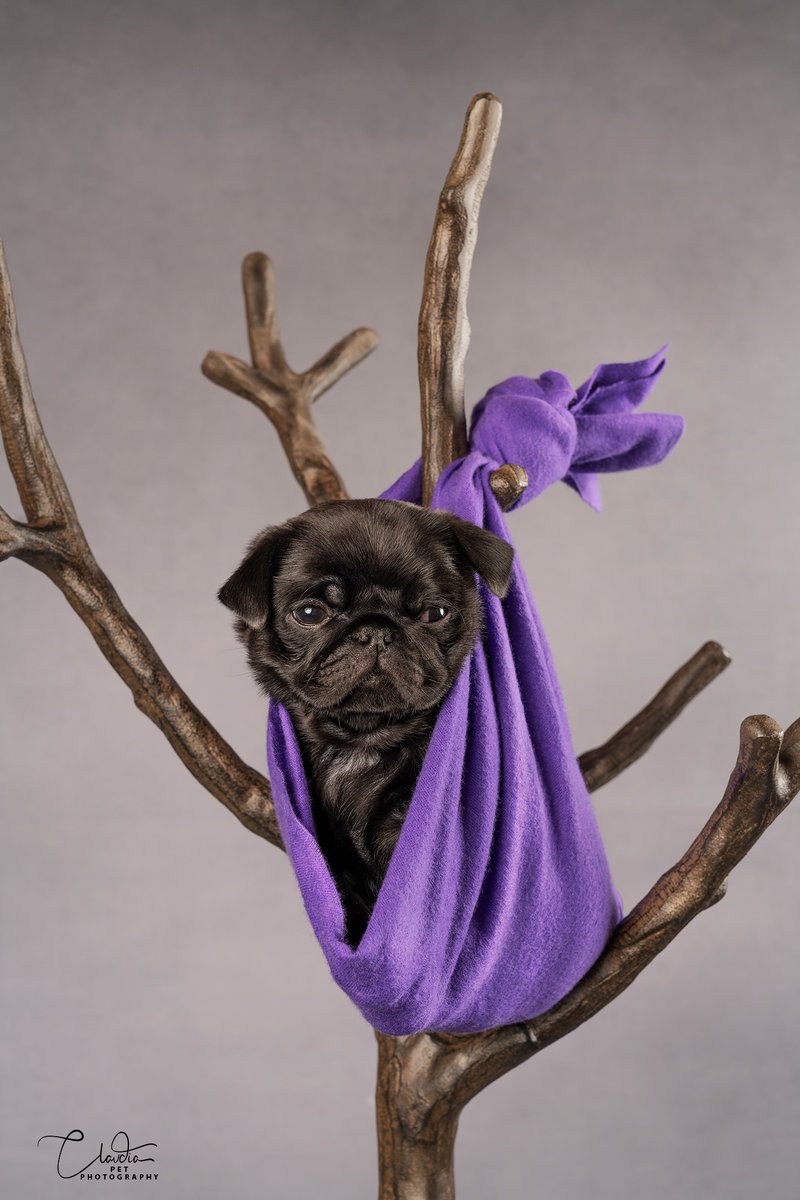 Winnie.
(No dogs were harmed in the making of this photo)
#pug #puglife #puppy #cute #puglove #black #studiophotography #nikon #dog #animal #petphotography #pnwphotographer #claudiapetphotography #woodinvillephotographer #nikon #sigma50mmart #studiosession