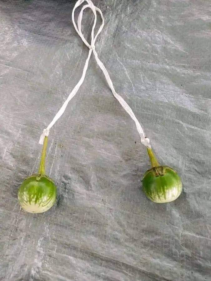 katik_707's tweet photo. Lato-lato mu mana?? #latolato https://t.co/HpLlMAygr3