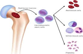 Hematopoiesis – the formation of blood cellular components – occurs during embryonic development and throughout adulthood to produce and replenish the blood system.