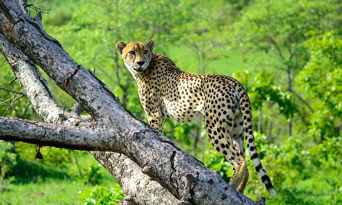 MuthaigaTravel's tweet photo. MAJESTIC KENYA - 7 DAYS LUXURY ADVENTURE

✅2 nights at Segera Retreat in Laikipia 
✅4 nights in private luxury lodge in The Masai Mara
✅Full board accommodation
✅Safari drives

#lovelife #safari #beautifulhotels #speechlessplaces #beautifuldestinations
 #bestvacations https://t.co/jjMNAfsRDy