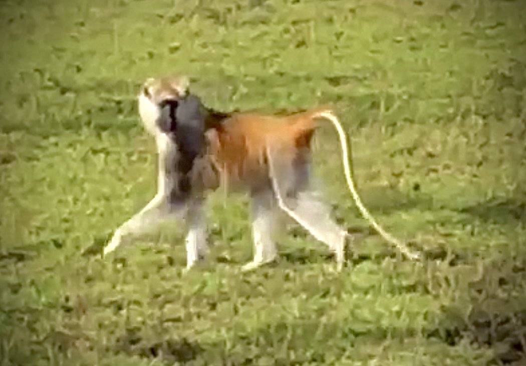 TimRBDavenport's tweet photo. HELP!!! Just a reminder please. See my pinned tweet. If anyone sees this monkey (Southern Patas) while working or on safari in Serengeti, please let me know. https://t.co/ZPHfEXt7Gz