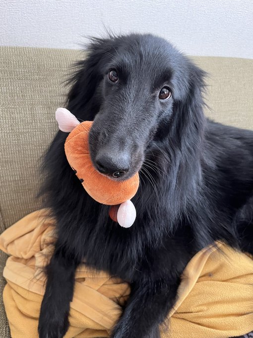 おニューのオモチャで元気ーヌ 