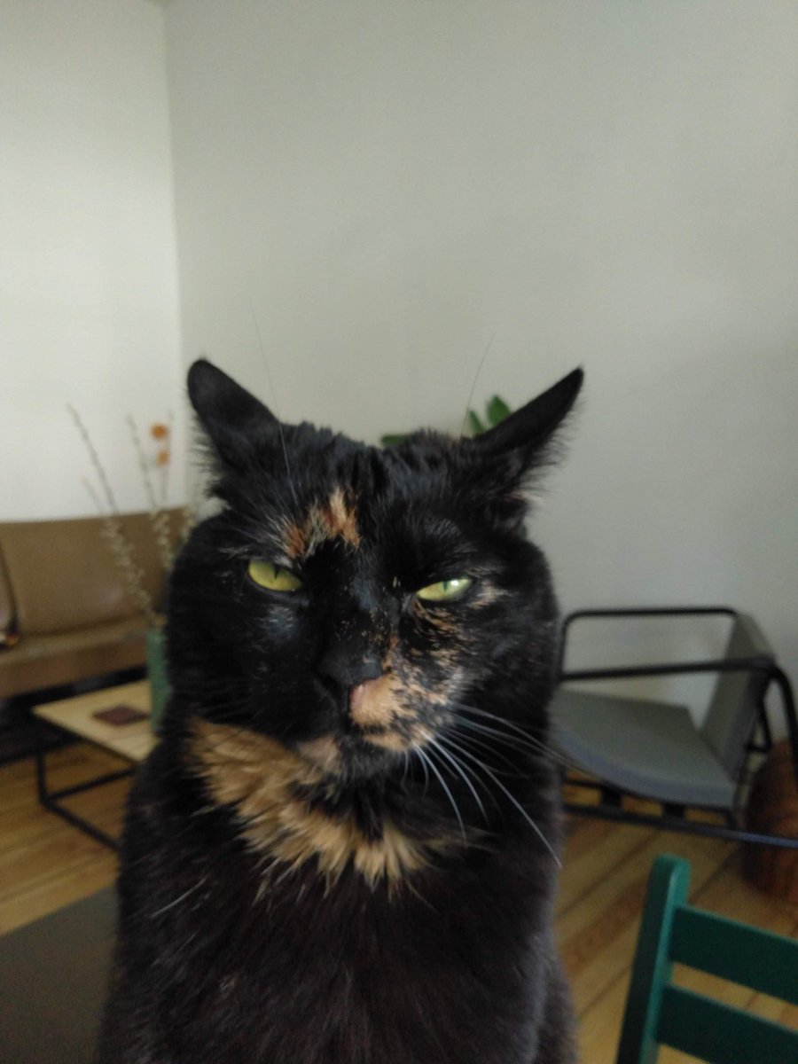 BoredPredator's tweet photo. Rough night out, too much catnip and not enough sleep. And you wonder why I'm a little irritable?
#hangover #catsoftwitter #grumpykitty https://t.co/diZ8LNfNWv
