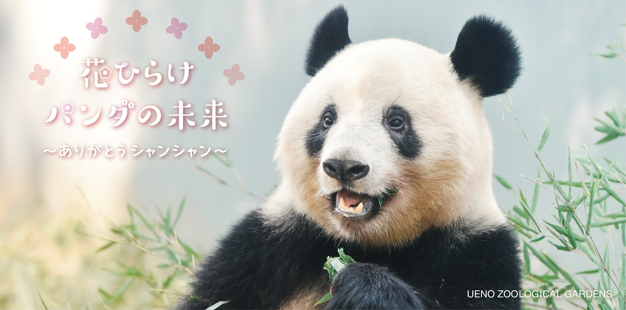 上野動物園 シャンシャン 両面ポスター 5枚セット 2017-2022 上野動物園 シャンシャン 両面ポスター 5枚セット 2017-2022 9