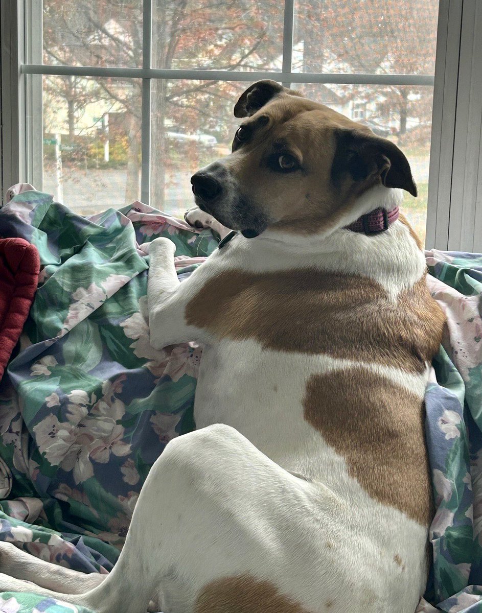 MustangSallyVA's tweet photo. @JoJoFromJerz Here’s my Xena! https://t.co/sIFCVs54kv