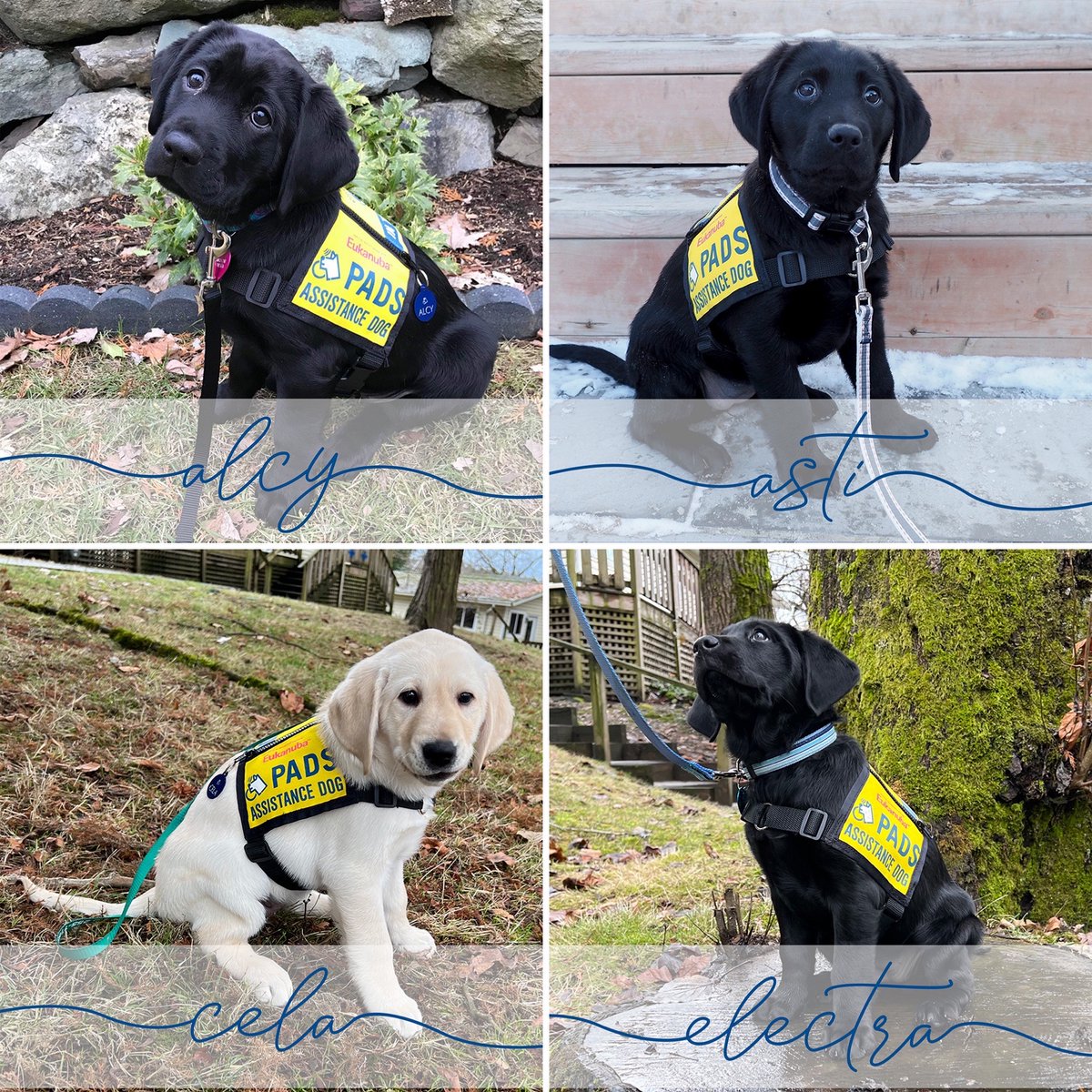 PADSdogs's tweet image. The Seven Sister Litter have started their puppy training!  Join us in wishing smooth sailing to Asti, Alcy, Cela, Electra, Maia, Mero, and Tay as they begin their journey to becoming life-changing assistance dogs! #PADSPuppies #PADSCalgary