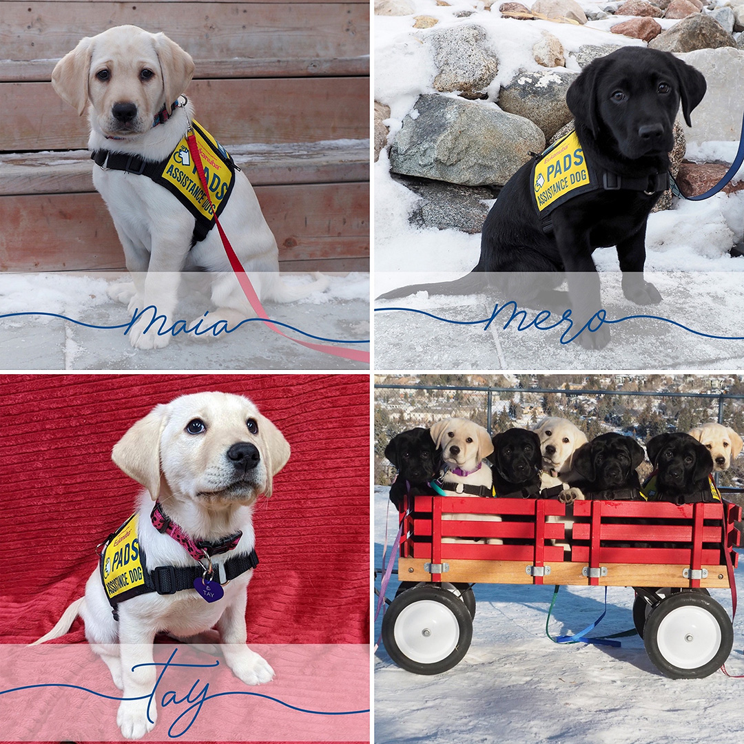 PADSdogs's tweet image. The Seven Sister Litter have started their puppy training!  Join us in wishing smooth sailing to Asti, Alcy, Cela, Electra, Maia, Mero, and Tay as they begin their journey to becoming life-changing assistance dogs! #PADSPuppies #PADSCalgary