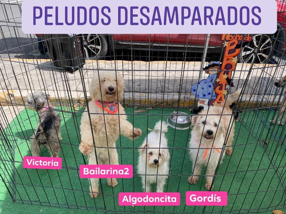 Plu2Desampara2's tweet photo. 🌟𝗖𝗥𝗢𝗤𝗨𝗘𝗧𝗢𝗡 𝗘𝗡𝗘𝗥𝗢 𝟮𝟬𝟮𝟯🌟
🌟𝗝𝗢𝗥𝗡𝗔𝗗𝗔 𝗗𝗘 𝗔𝗗𝗢𝗣𝗖𝗜Ó𝗡🌟te invitamos este sábado 14 y domingo 15 a visitarnos en nuestro stand  de adopciones y colecta de croquetas
Parque La China, Alcaldía Azcapotzalco de 11:00 a 17:00 No Faltes tu presencia nos ayuda https://t.co/nT2bhw7Tyr