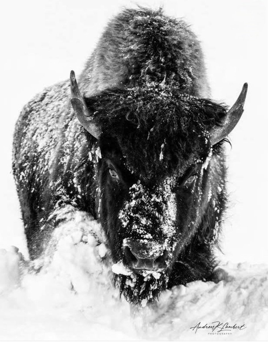 rmgatc's tweet photo. Show luv for Dion!
#GoBills #BillsMafia
#WPMOYChallenge    @DDawkins66
#WPMOYChallenge    @DDawkins66
#WPMOYChallenge    @DDawkins66
#WPMOYChallenge    @DDawkins66
#WPMOYChallenge    @DDawkins66
#WPMOYChallenge    @DDawkins66
#WPMOYChallenge    @DDawkins66 https://t.co/1fG0HhoKko