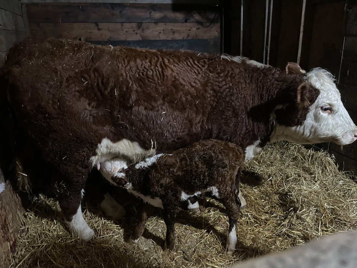 JMort95's tweet photo. ๐๐ป Please let all the other bred heifers take notes from this all star ๐๐
-calve fast, unassisted, and without issue
-love your calf
-nurse unassisted
-tolerate the humans
#mortensonfarmsltd #saskherefords #cdnherefords #calving2023 https://t.co/sRx5G6ItZY