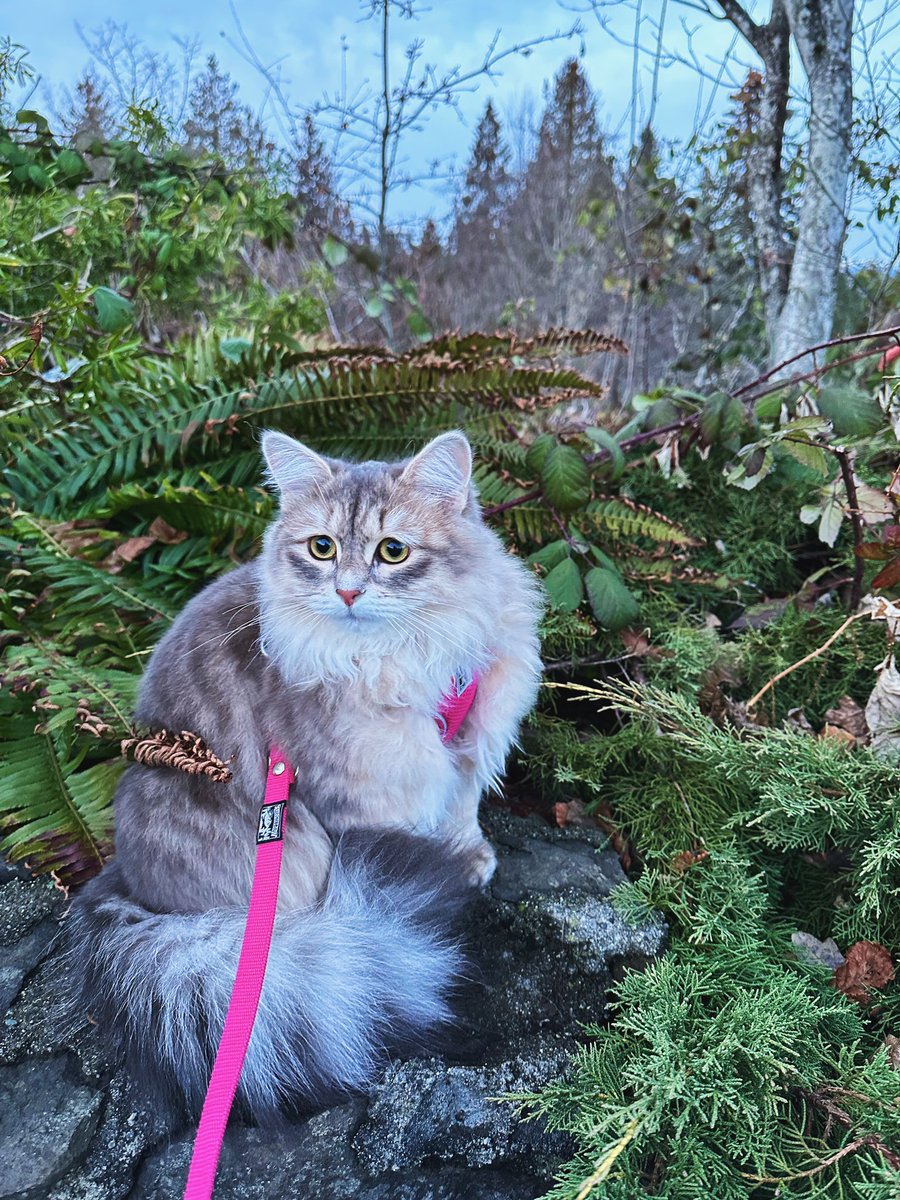 Feel the nature 🌿
自然を感じてる🌿

#CatsLover #cats #siberiancat #CatsOfTwitter #naturelovers #nature #photo #iPhonegraphy #Vancouver #猫好きさんと繋がりたい #ねこのきもち #サイベリアン #写真 #自然 #猫のいる暮らし