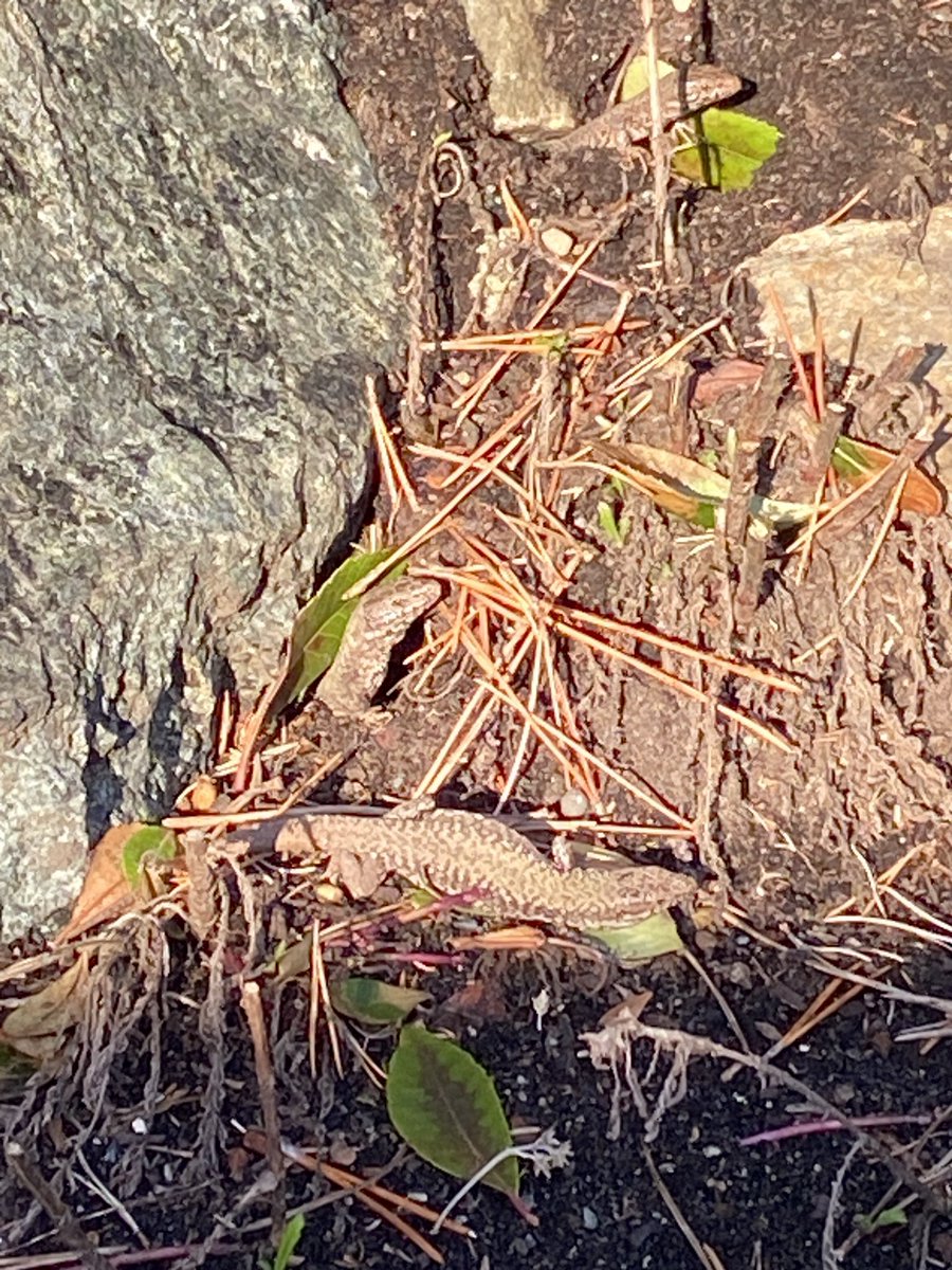 DavidCalveley's tweet photo. The sunshine brings out the invasive lizards along @townofsidneybc waterfront today. https://t.co/uUNlYcZcSJ
