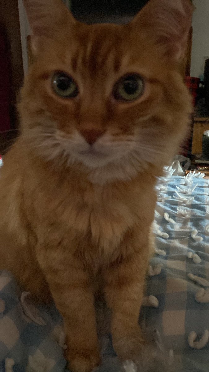 timelesssoul1's tweet photo. My sweet #kittybaby #catsoftwitter #cat #sweetone https://t.co/OEIRrXTBwX