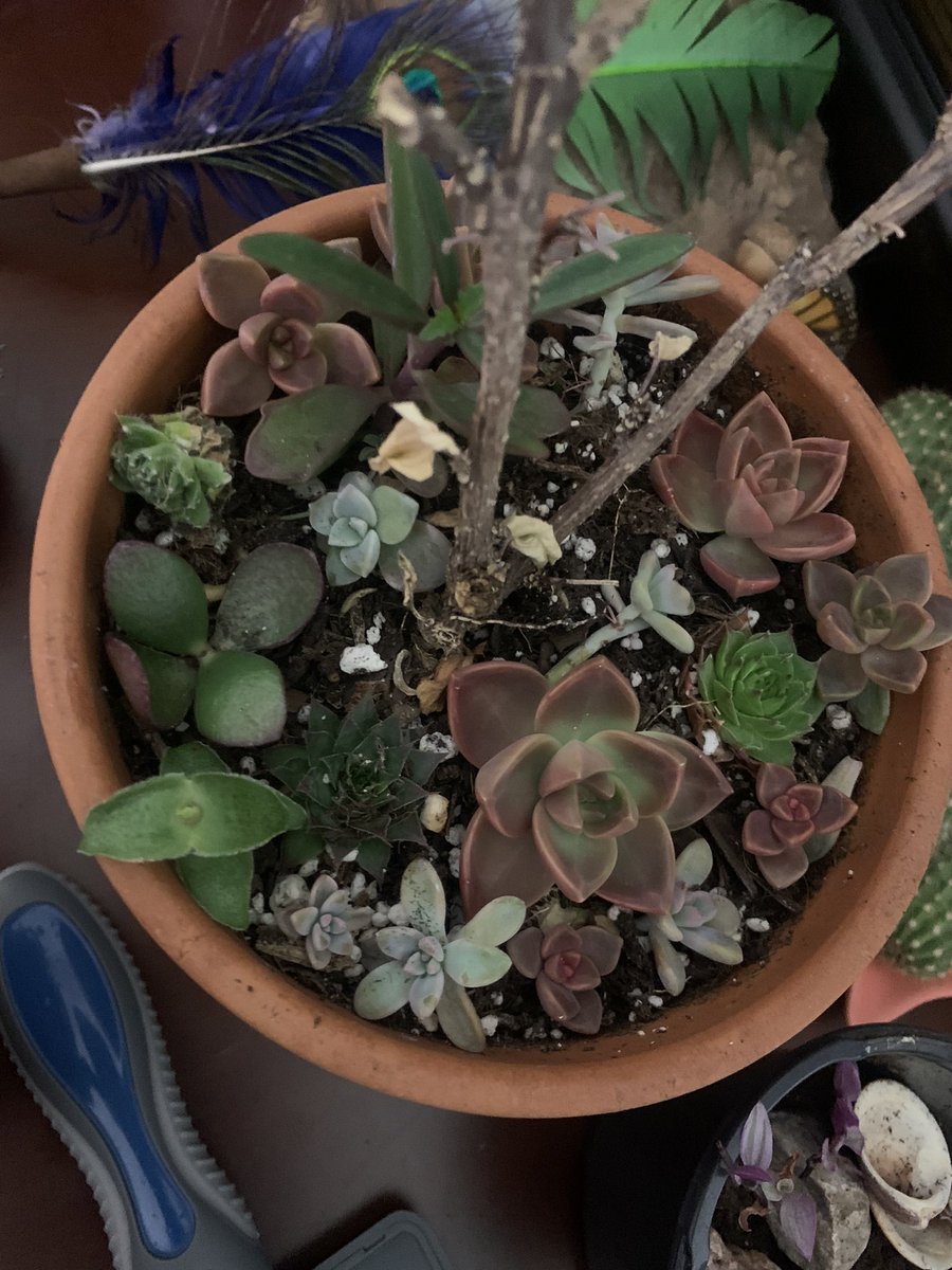 theajbaker's tweet photo. Happy New Year π getting closer to launching my YouTube channel. Stay tuned #succulents #plants #gardening #propagation #fredives #ghostplant https://t.co/c6vsHWWhJB