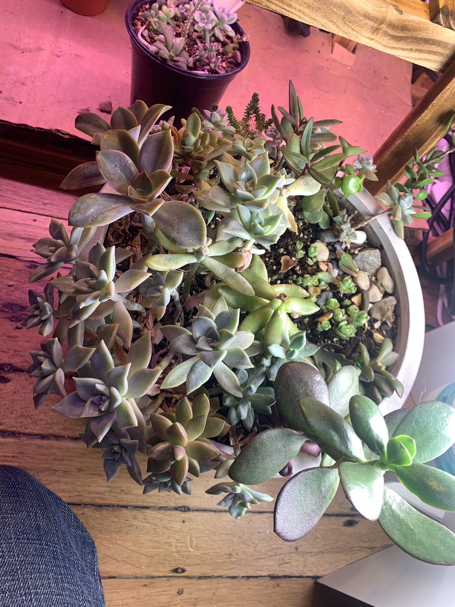 theajbaker's tweet photo. Happy New Year π getting closer to launching my YouTube channel. Stay tuned #succulents #plants #gardening #propagation #fredives #ghostplant https://t.co/c6vsHWWhJB