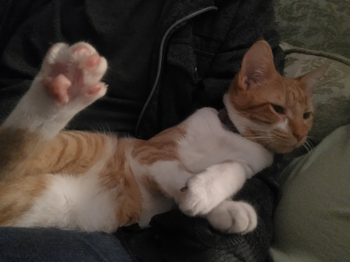 RedLegPod's tweet image. My partner's @JortsTheCat merchandise says "if we had a union, we could all sit around like this."