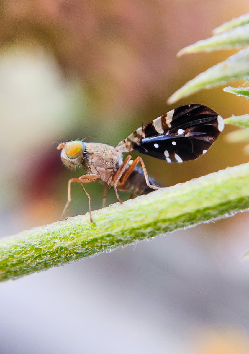 •~Fruit Fly.....🙄 #goodmorning #Insect #ThePhotoHour #MacroHour #waytowild #photography