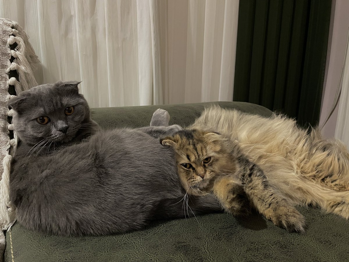 Kızçelerle günaydın ☀️🐈