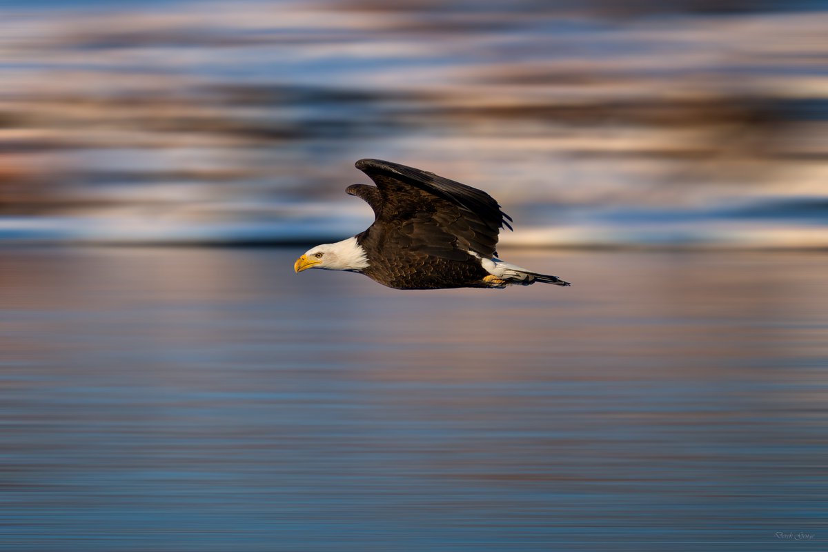 DerekG_Photo's tweet image. Soaring Bald Eagle
#camerastore #sonyalpha #wildlife #birdofprey
instagram.com/derekgenge.pho…