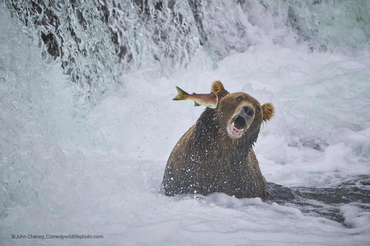 _idea_memo's tweet photo. 動物の面白い瞬間を捉えた「Comedy Wildlife Photography 2022」の中でも個人的に好きな3枚。
構図含めた写真としての美しさと、くだらなさのギャップが最高すぎる... https://t.co/ff9uvGvX6X