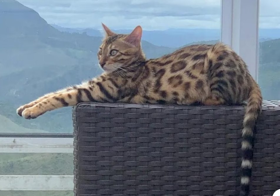 camilacansada2's tweet photo. @BiologoRangel A imagem que tem na imprensa do animal sendo capturado, não parece o gato domestico que desapareceu. As manchas são mais escuras, cabeça e orelha mais arrendodados. https://t.co/Y2UOdyM45O