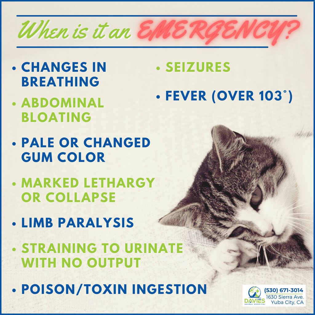 AnimalDavies's tweet photo. Call us or the nearest emergency veterinary hospital immediately if you notice any of these symptoms!

#DaviesAH #YubaCityCA #YubaSutter #Marysville #SutterCounty #DogsOfSactown #DogsOfYubaCity #DogsOfCalifornia #CatsofYubaCity #CatsOfCalifornia #PetsOfCalifornia https://t.co/0YNy8WphiK