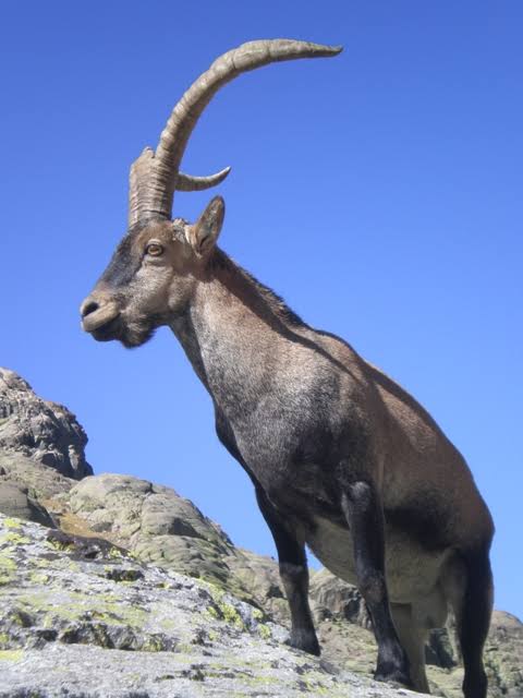 Odette_draconae's tweet photo. Hermosos!!!🐐🐐🐐🐐🐐💖💖💖
Cabra Montesa 👇
#cabra #capra #goat #chèvre #козе #machocabrio #ibice #markhor #cabramontesa #cuernos #horns #naturaleza #nature #natura #природа #fauna #wildlife https://t.co/ICKBu04Bnx