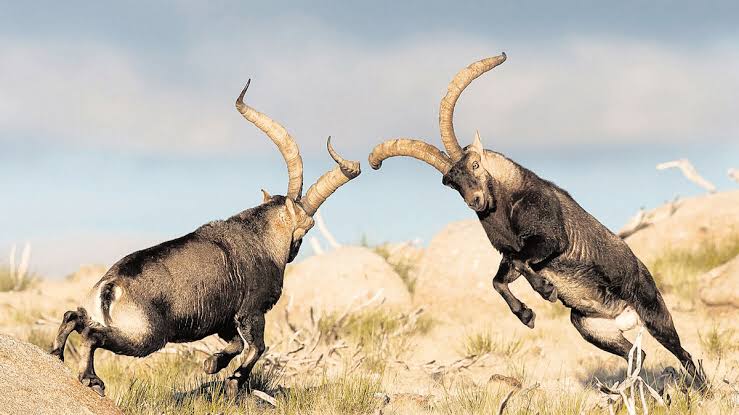 Odette_draconae's tweet photo. Hermosos!!!🐐🐐🐐🐐🐐💖💖💖
Cabra Montesa 👇
#cabra #capra #goat #chèvre #козе #machocabrio #ibice #markhor #cabramontesa #cuernos #horns #naturaleza #nature #natura #природа #fauna #wildlife https://t.co/ICKBu04Bnx