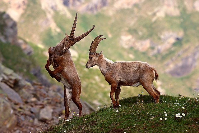 Odette_draconae's tweet photo. Hermosos!!!🐐🐐🐐🐐🐐💖💖💖
Ibixe 👇
#cabra #capra #goat #chèvre #козе #machocabrio #ibice #markhor #cabramontesa #cuernos #horns #naturaleza #nature #natura #природа #fauna #wildlife https://t.co/VA15JDsLpf