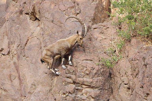 Odette_draconae's tweet photo. Hermosos!!!🐐🐐🐐🐐🐐💖💖💖
Ibixe 👇
#cabra #capra #goat #chèvre #козе #machocabrio #ibice #markhor #cabramontesa #cuernos #horns #naturaleza #nature #natura #природа #fauna #wildlife https://t.co/VA15JDsLpf