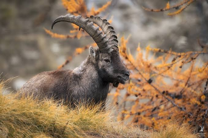 Odette_draconae's tweet photo. Hermosos!!!🐐🐐🐐🐐🐐💖💖💖
Ibixe 👇
#cabra #capra #goat #chèvre #козе #machocabrio #ibice #markhor #cabramontesa #cuernos #horns #naturaleza #nature #natura #природа #fauna #wildlife https://t.co/VA15JDsLpf