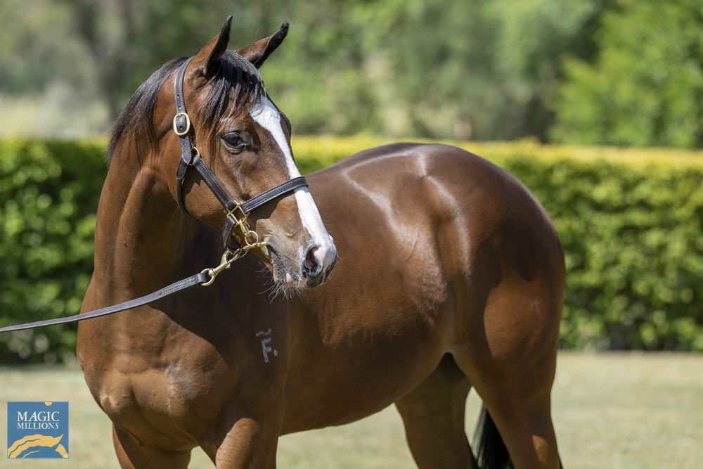 Excited to secure our first purchase of the @mmsnippets Lot 189 a filly from Yarramalong Park, Better Than Ready x Not A Single Woman.  @GaiWaterhouse1 Adrian & Bruce @LukeHenderson1 🐎